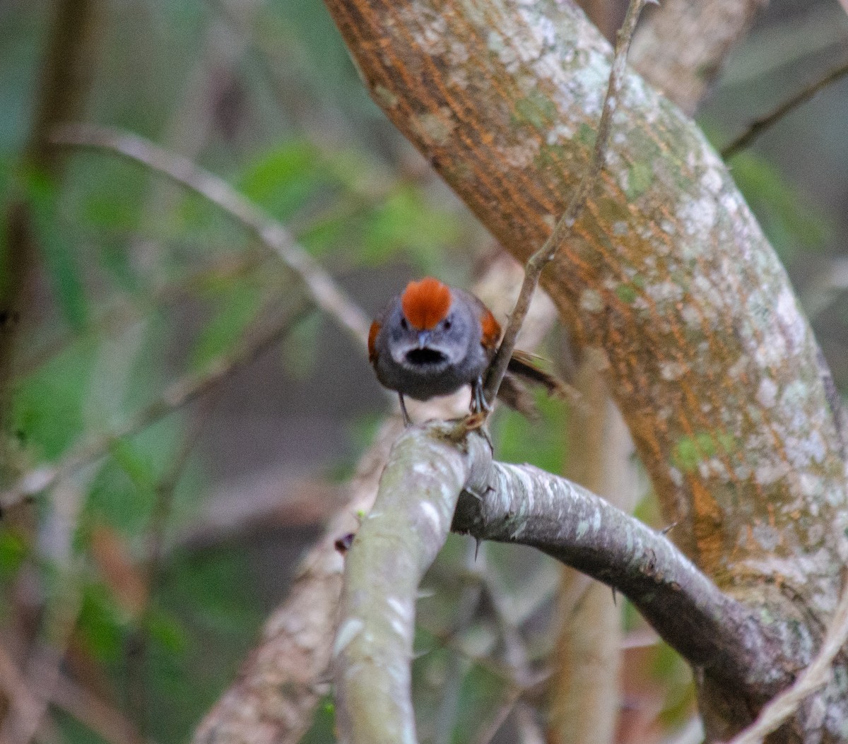 Spix's Spinetail - ML637590201