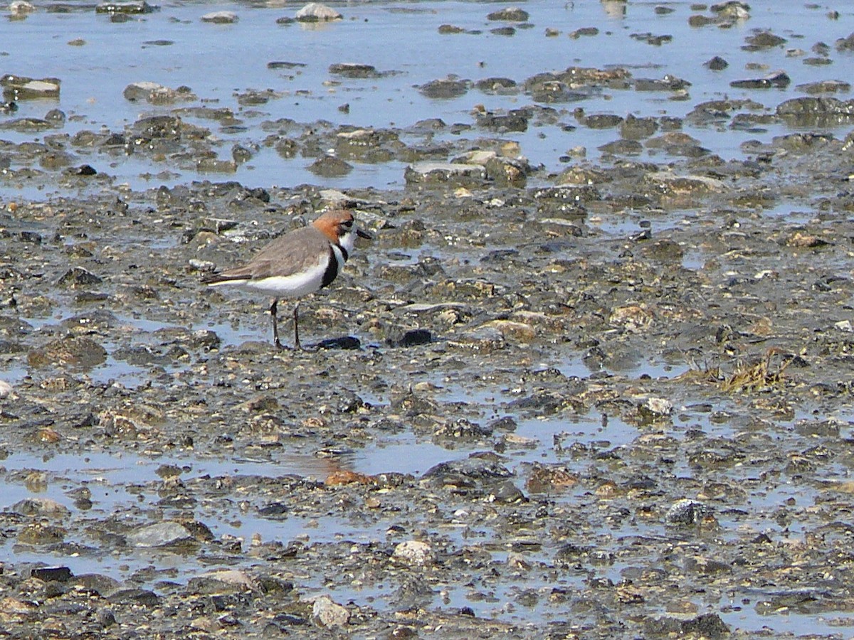 Two-banded Plover - ML637590205