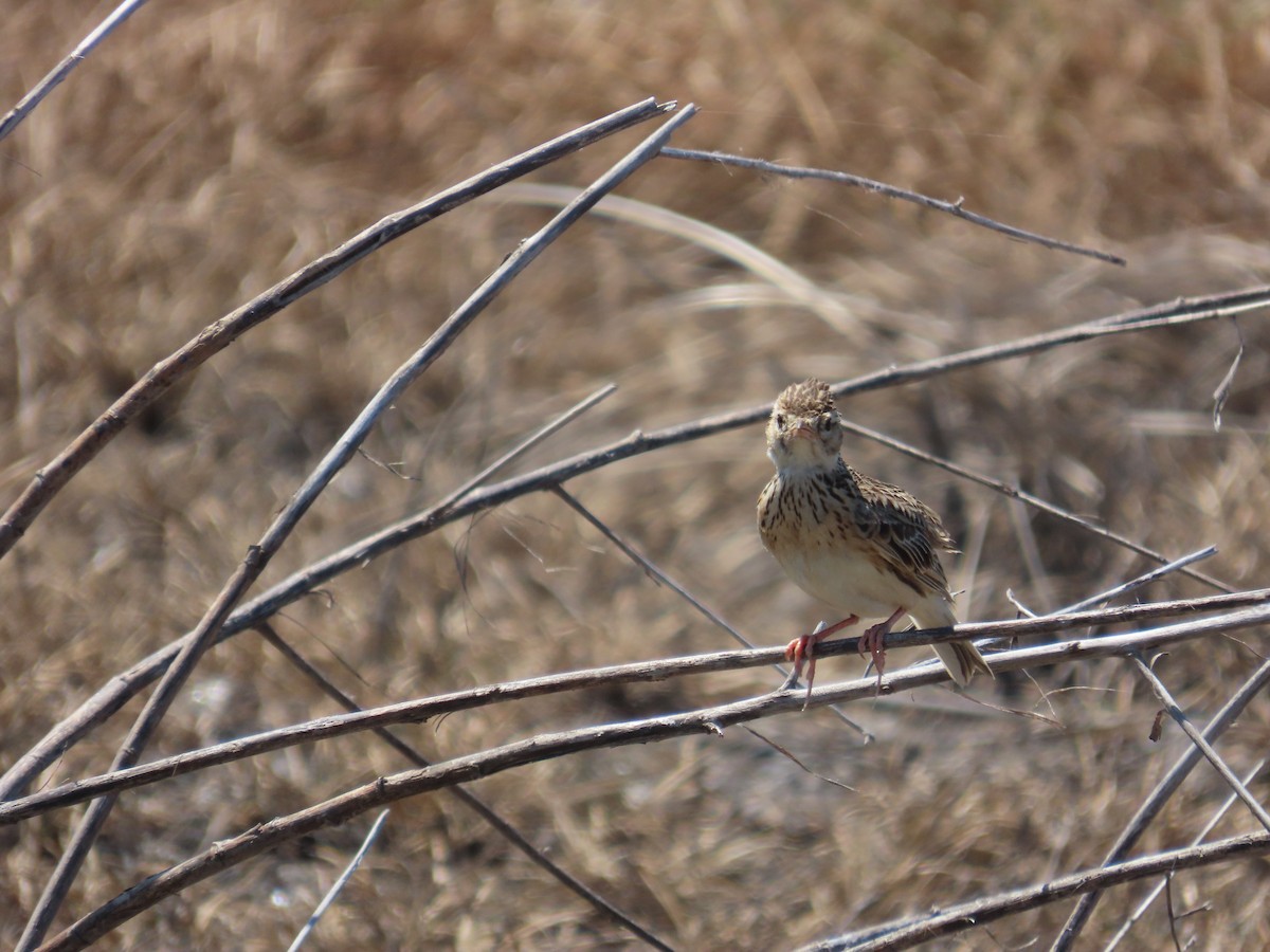 Oriental Skylark - ML637590206