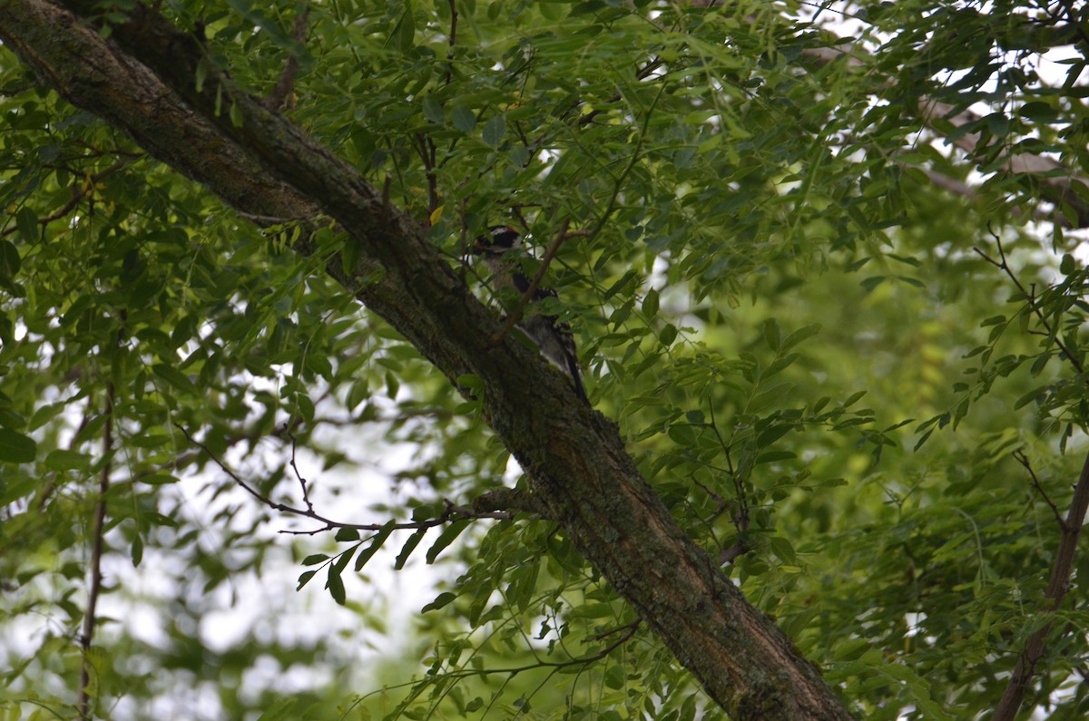 Downy Woodpecker - ML637590208