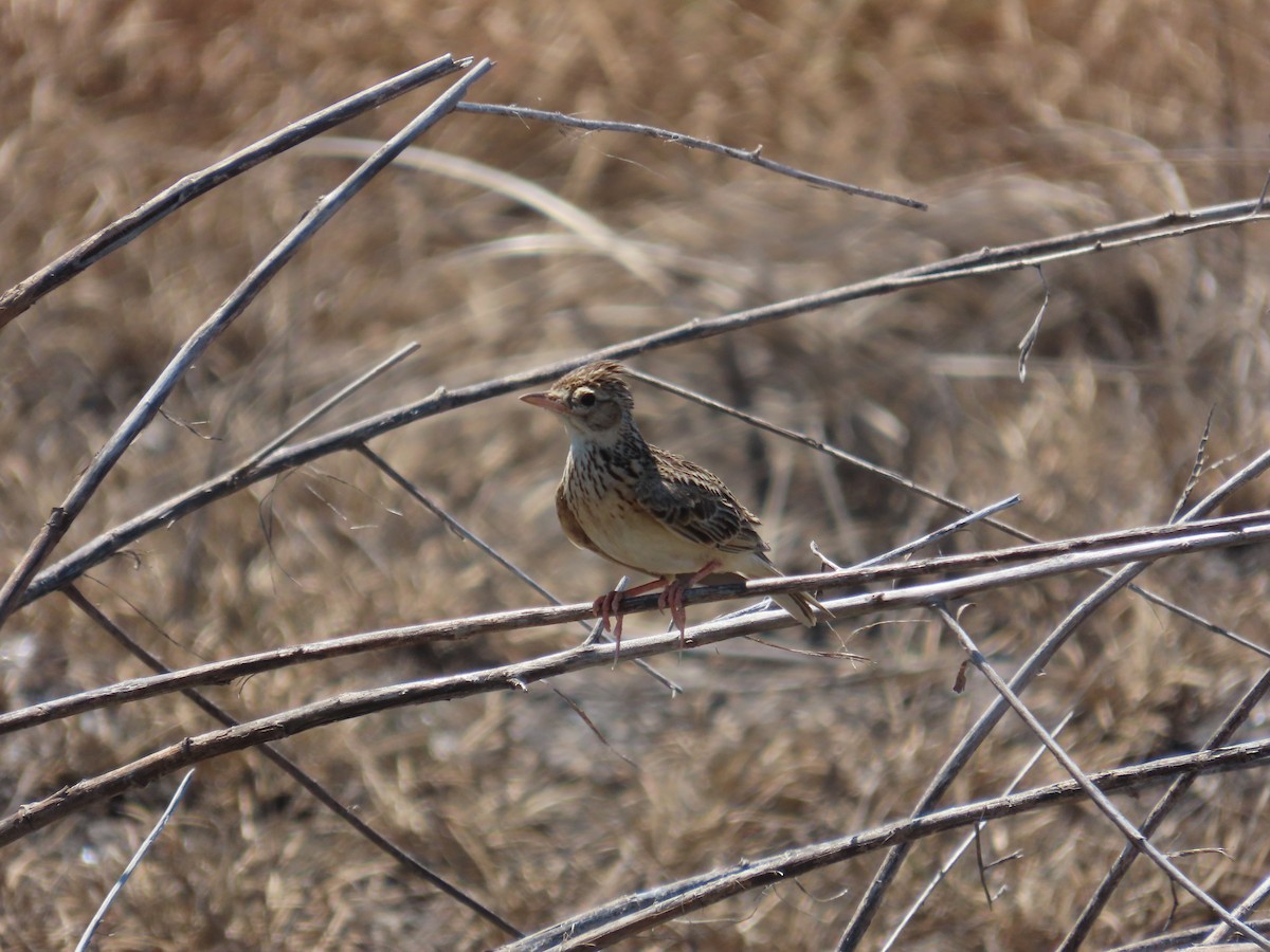 Oriental Skylark - ML637590209