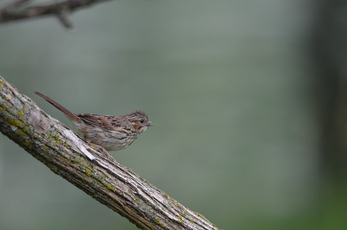 Song Sparrow - ML637590220