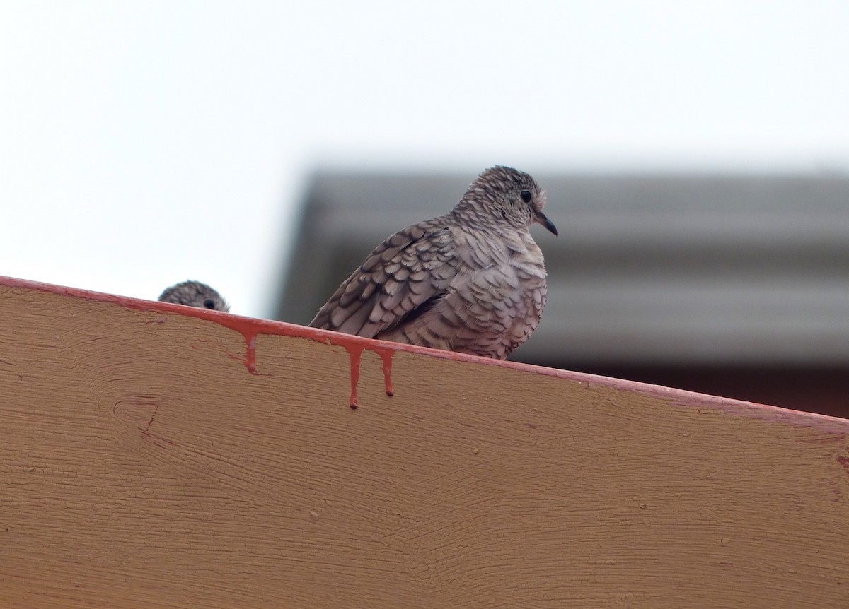 Inca Dove - ML637590221