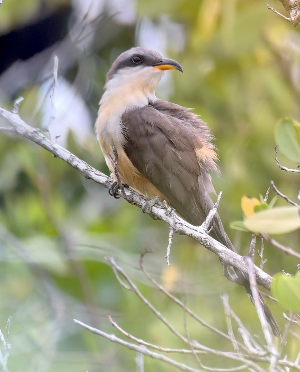 Mangrove Cuckoo - ML637590229