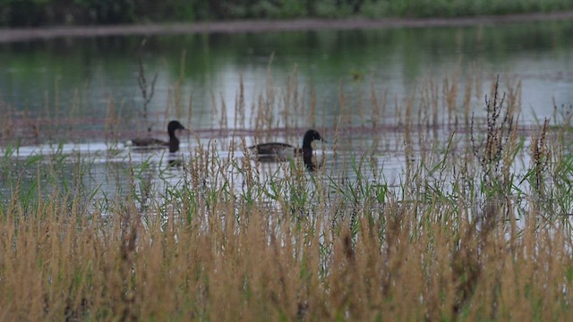 Baer's Pochard - ML637590230