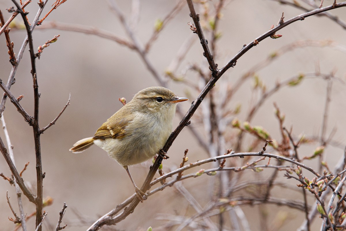 Mosquitero Verdoso - ML637590256