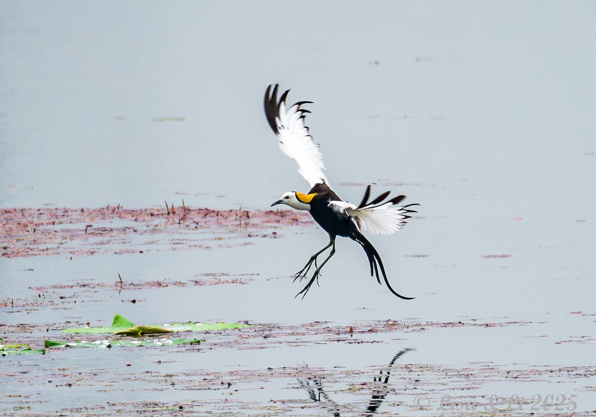 Jacana Colilarga - ML637590257
