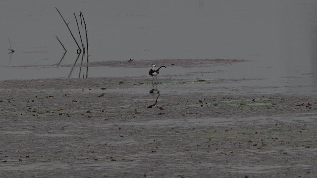 Jacana Colilarga - ML637590270