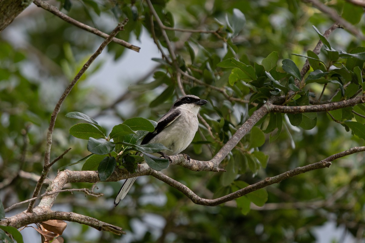Loggerhead Shrike - ML637590297