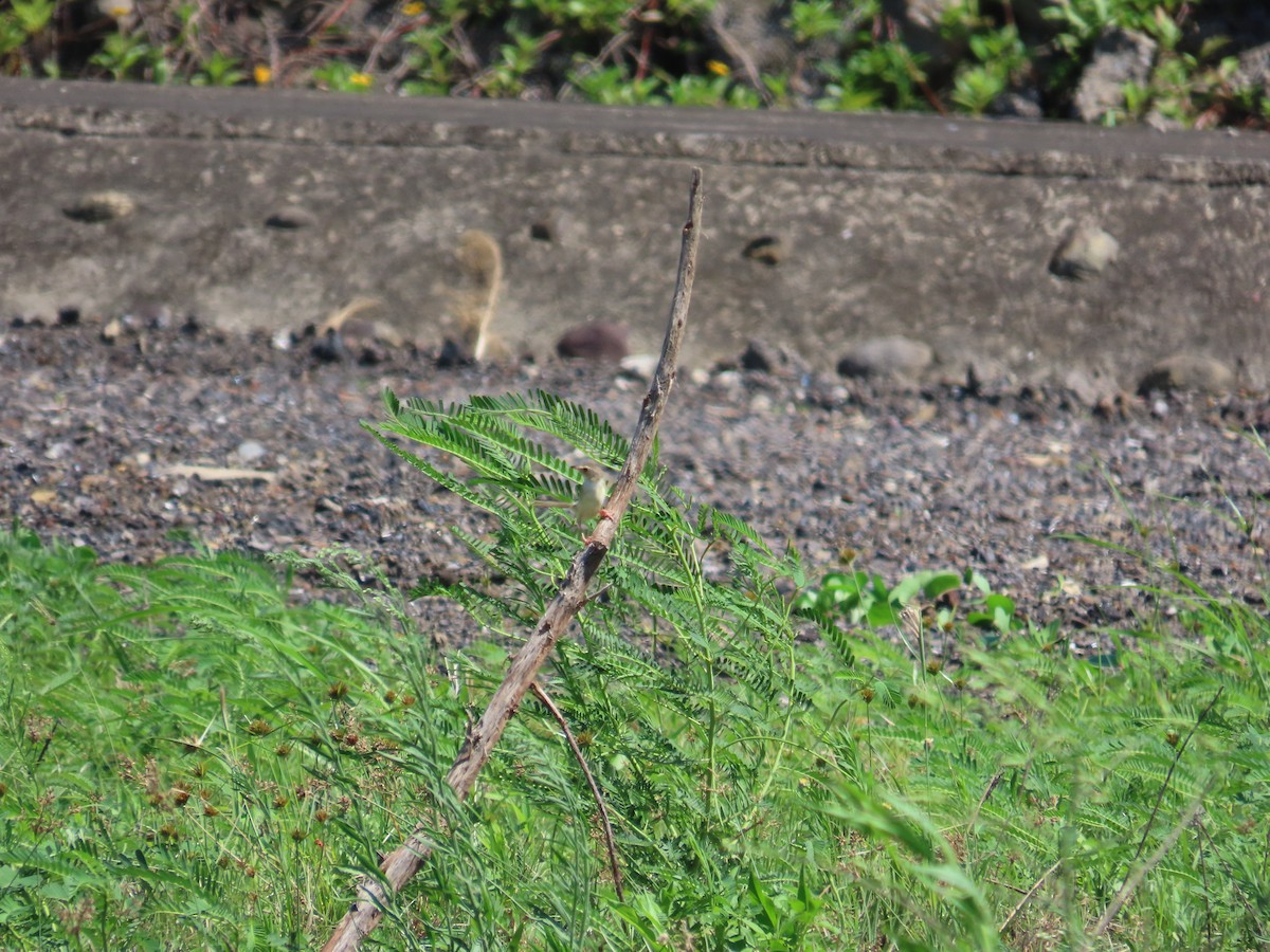 orientprinia - ML637590320
