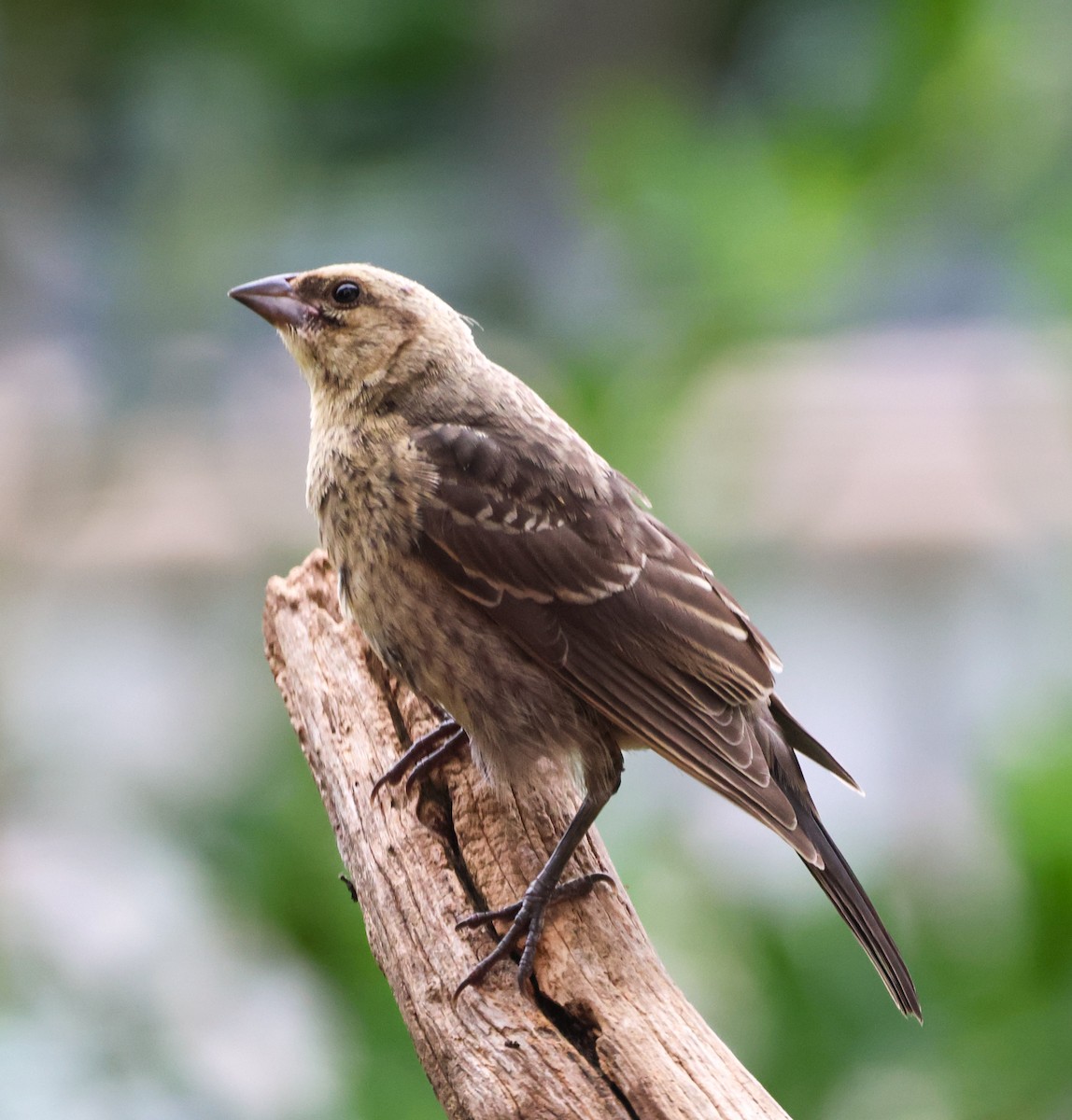 Brown-headed Cowbird - ML637590340
