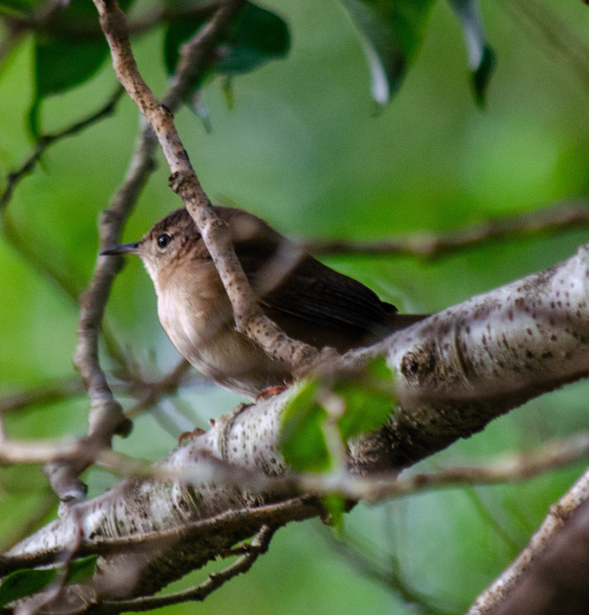 Southern House Wren - ML637590351