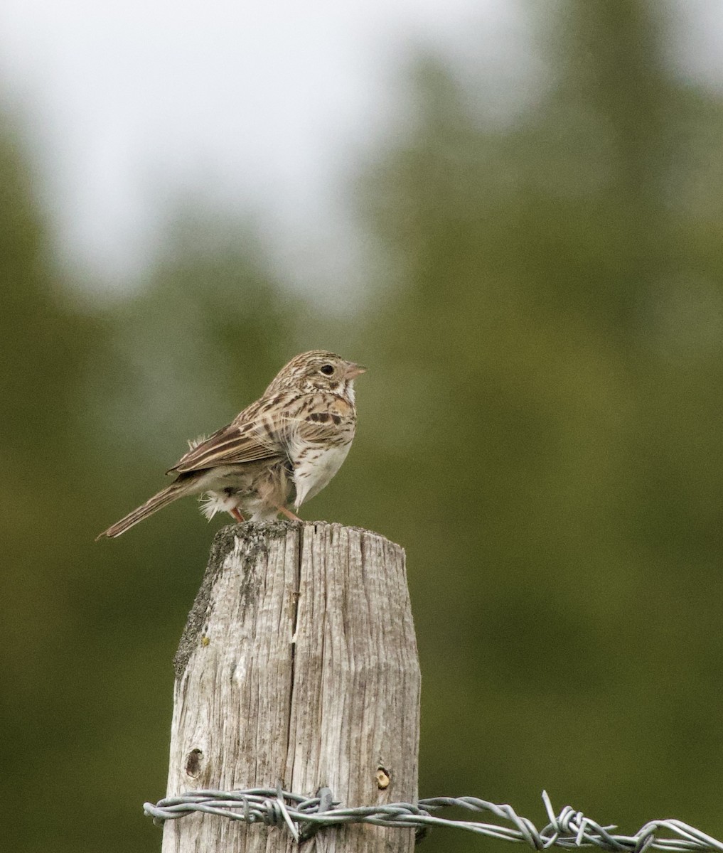 Vesper Sparrow - ML637590352