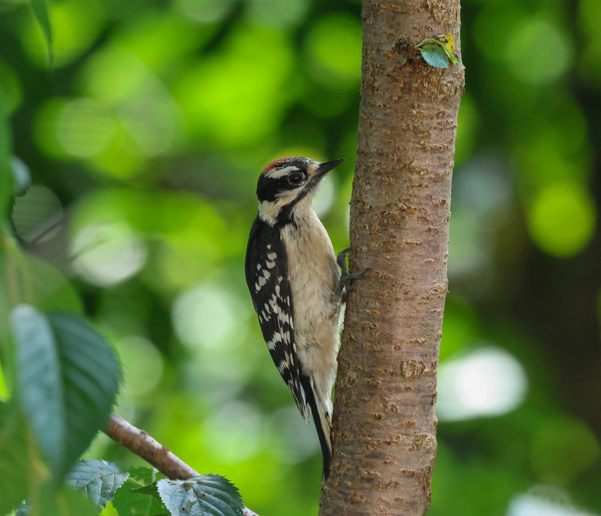 Downy Woodpecker - ML637590360