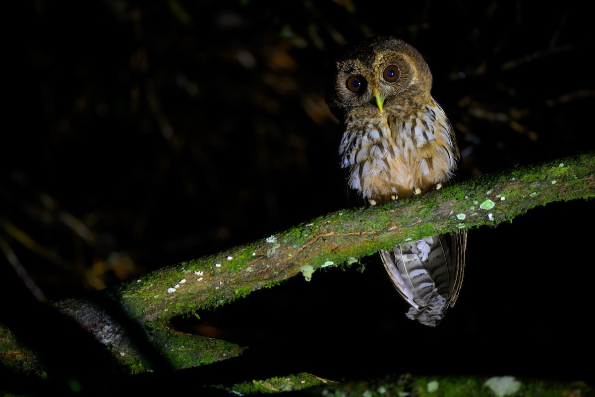 Mottled Owl - ML637590368