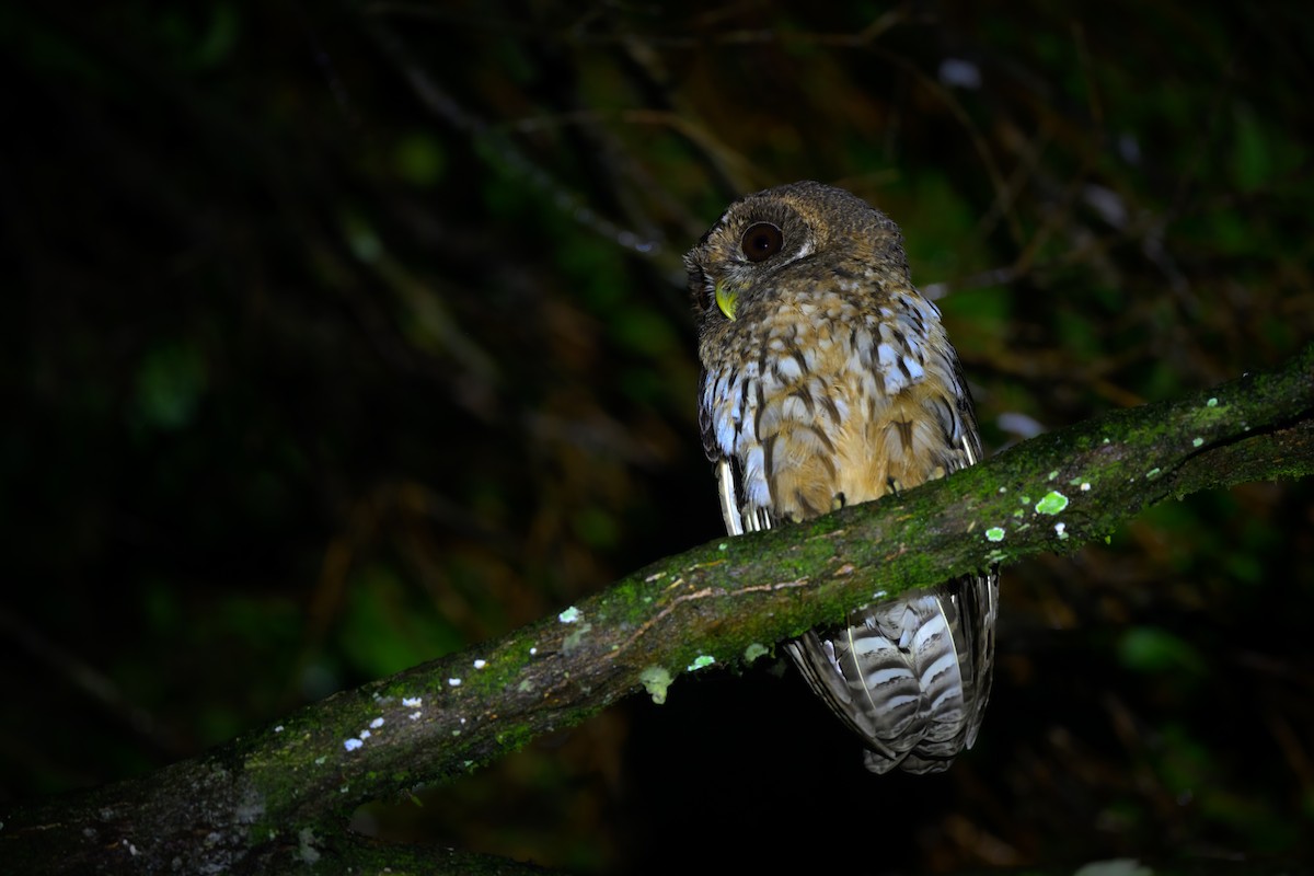 Mottled Owl - ML637590369