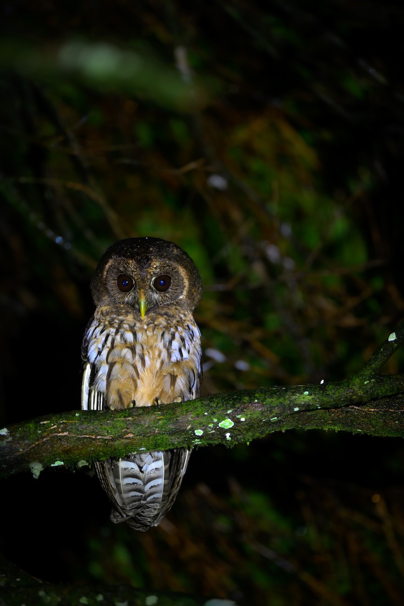 Mottled Owl - ML637590371