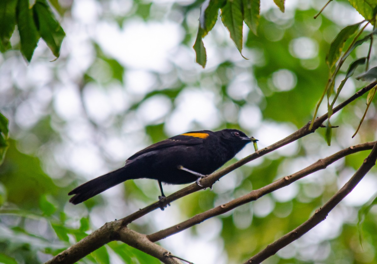 Variable Oriole - ML637590372