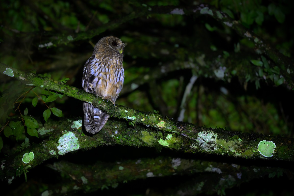 Mottled Owl - ML637590373