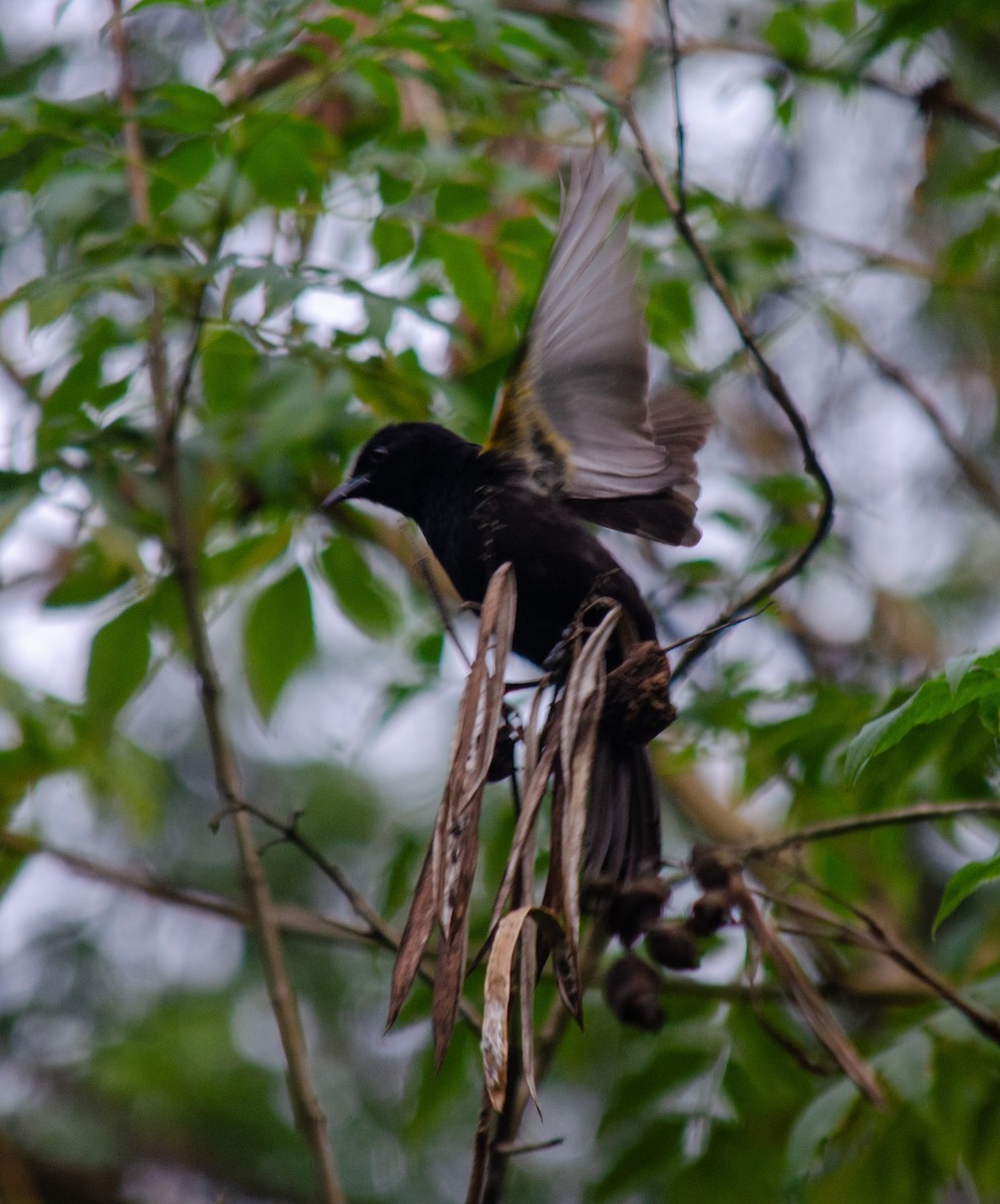Variable Oriole - ML637590374