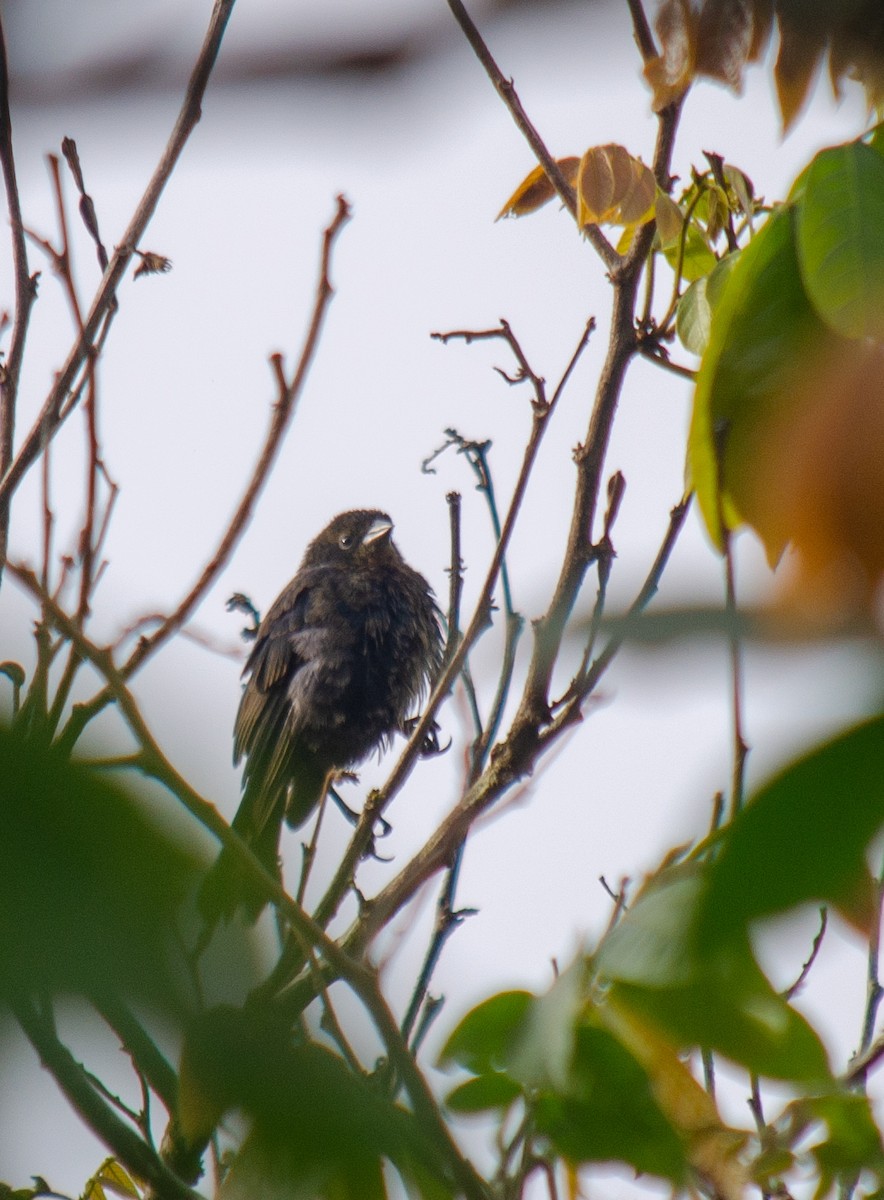 Chestnut-capped Blackbird - ML637590377