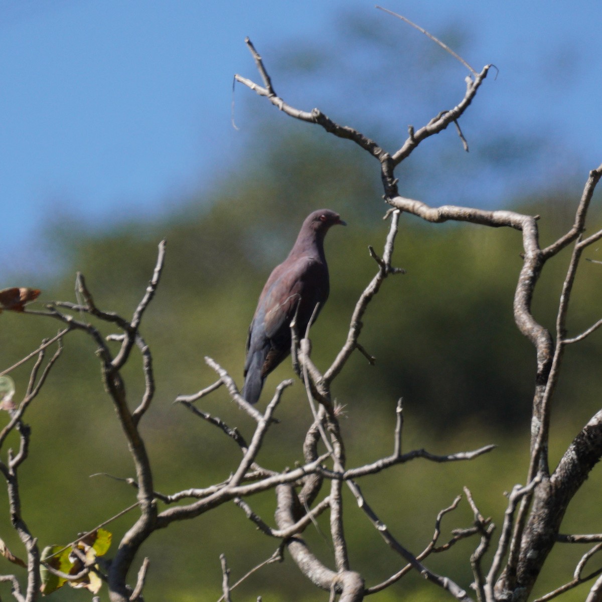 Peruvian Pigeon - ML637590378
