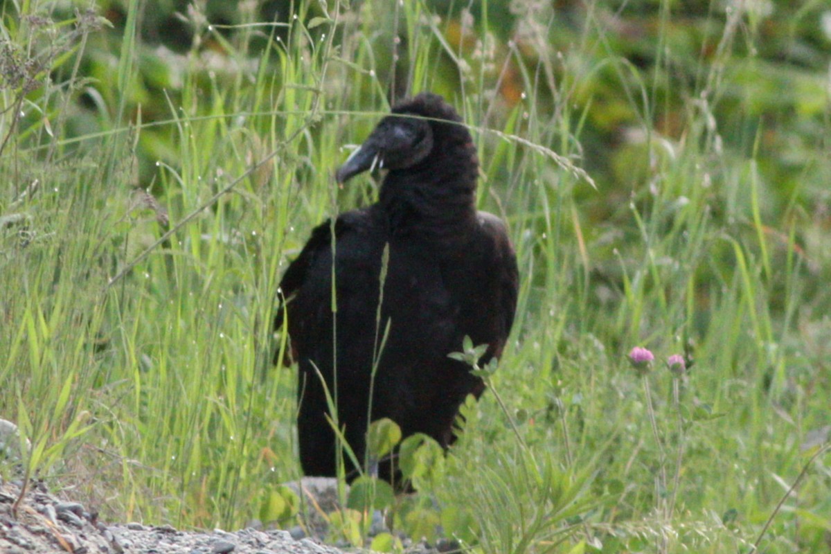 Black Vulture - ML637590398