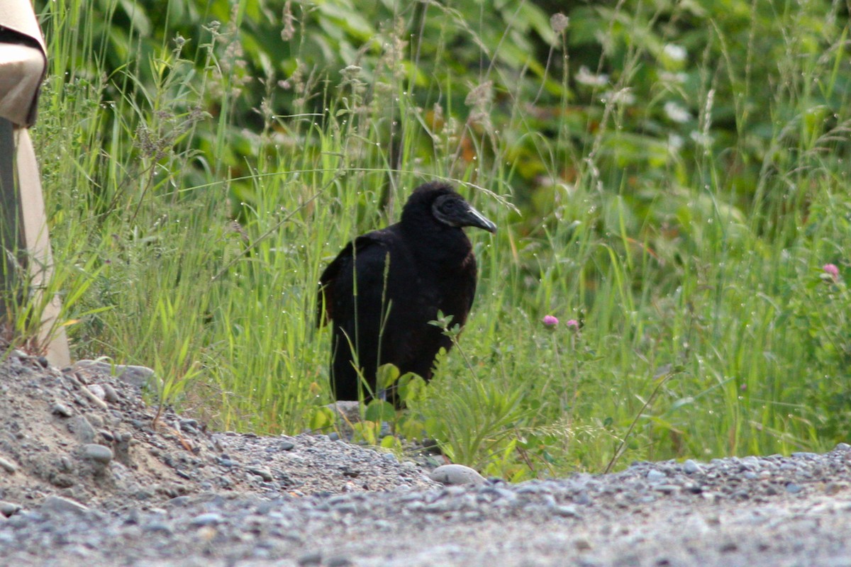 Black Vulture - ML637590399