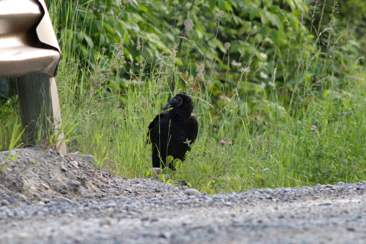 Black Vulture - ML637590400