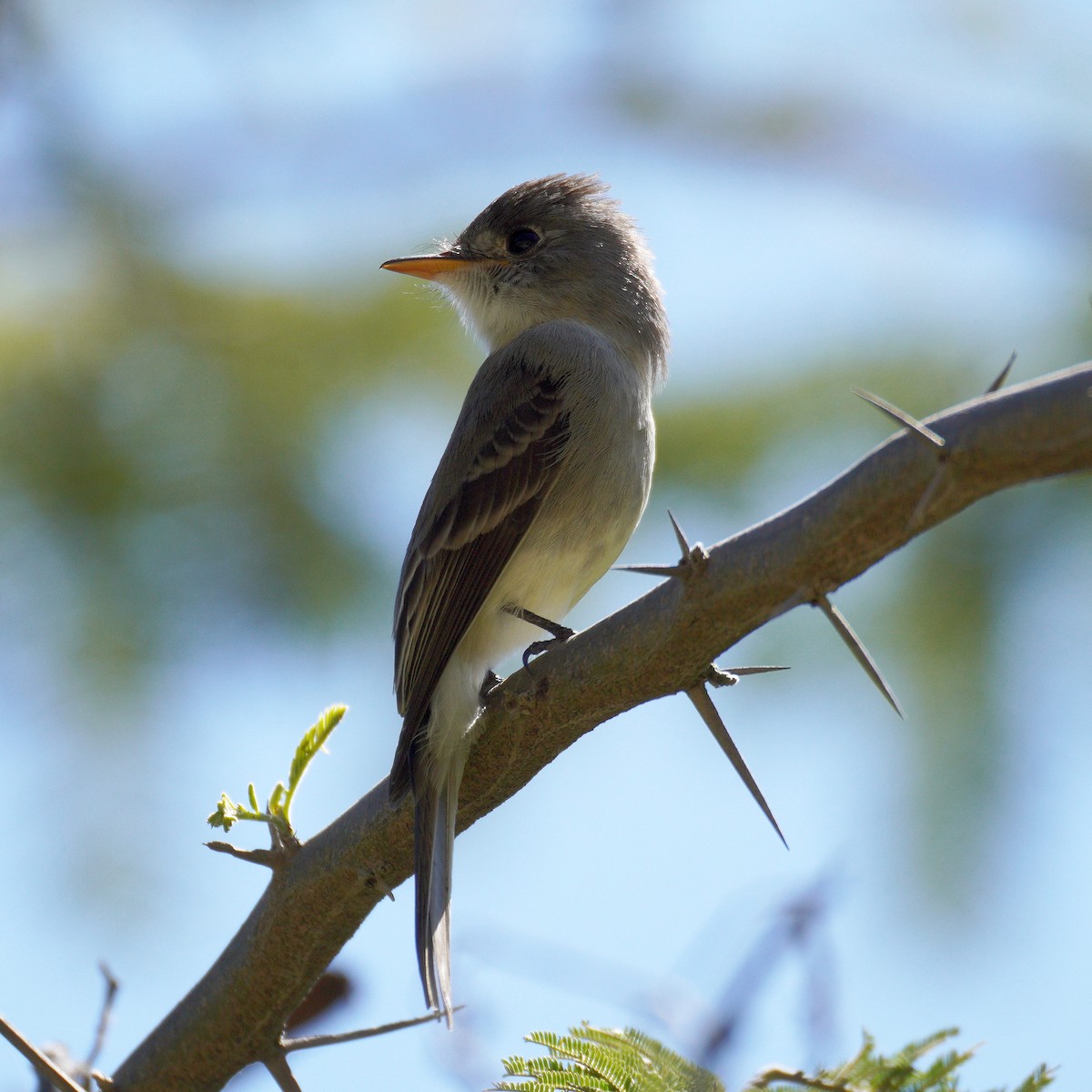 Tumbes Pewee - ML637590406