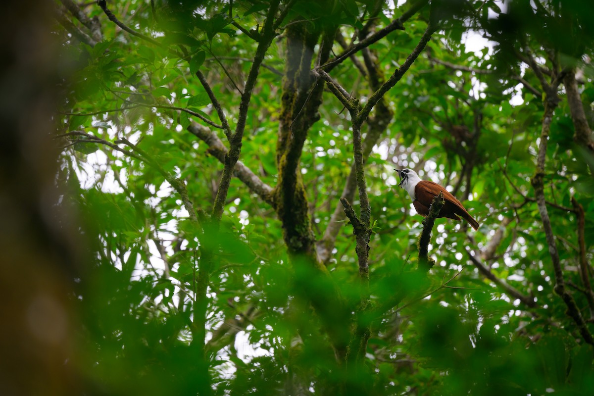 Three-wattled Bellbird - ML637590412