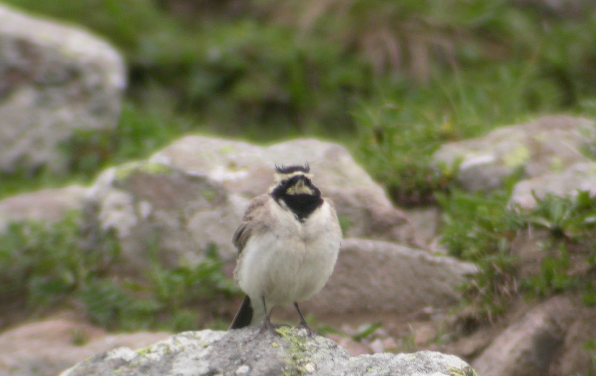 Horned Lark - ML637590413