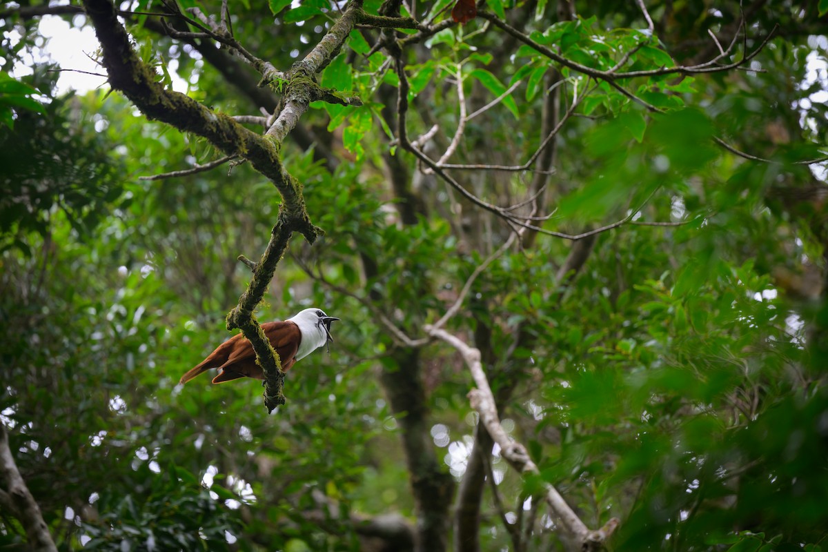 Three-wattled Bellbird - ML637590414