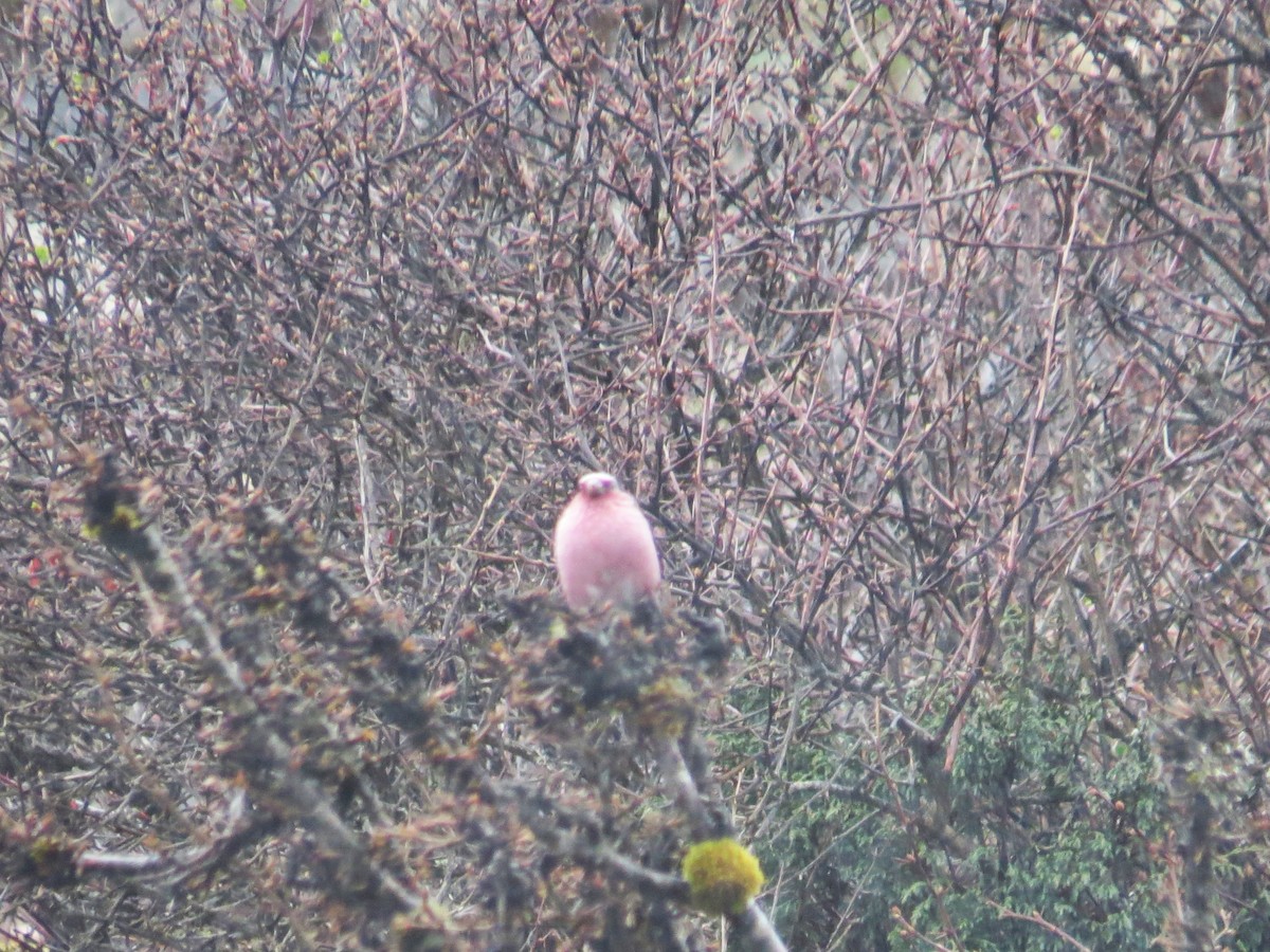 Himalayan White-browed Rosefinch - ML637590475