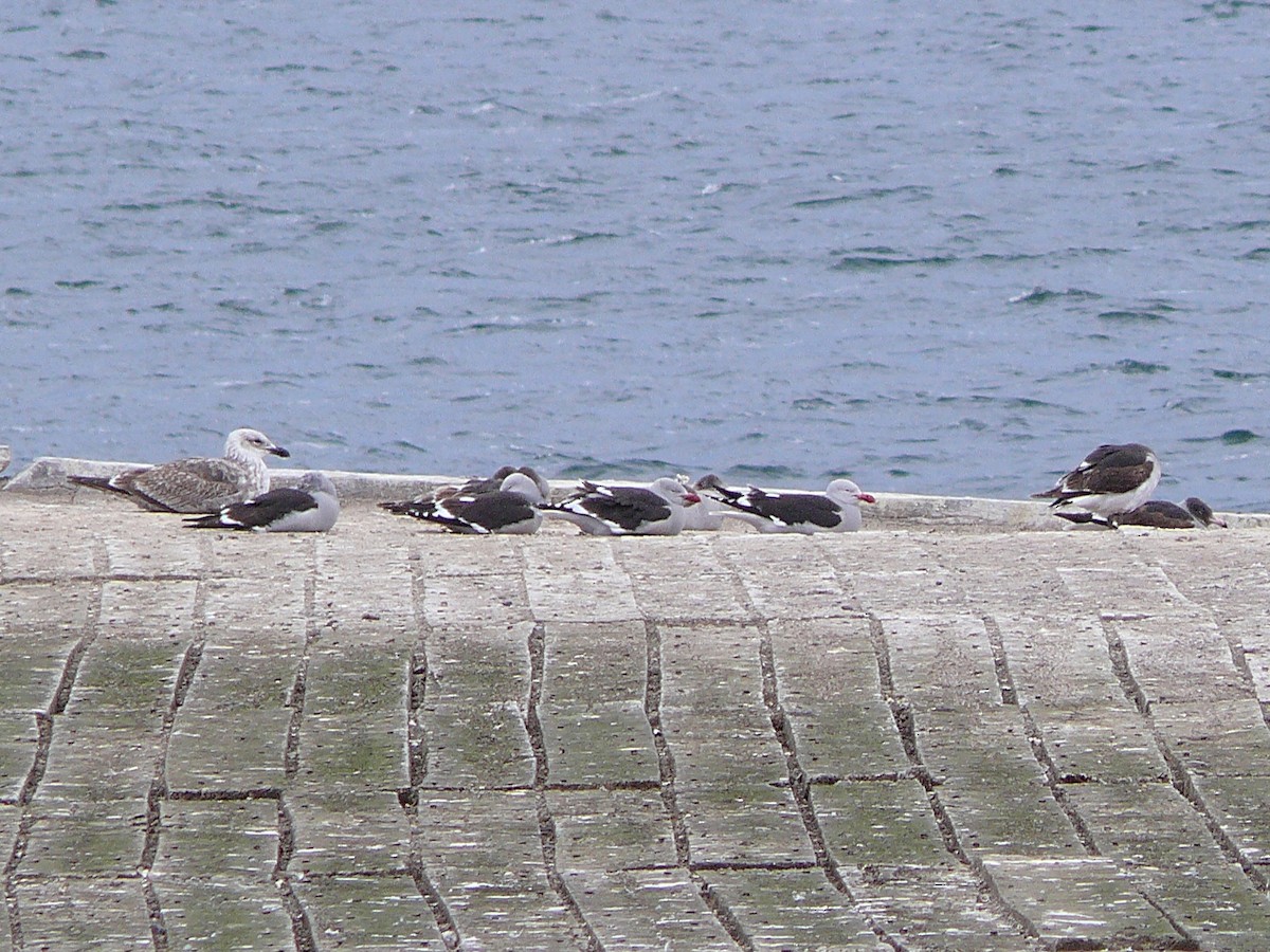 racek magellanský - ML637590478