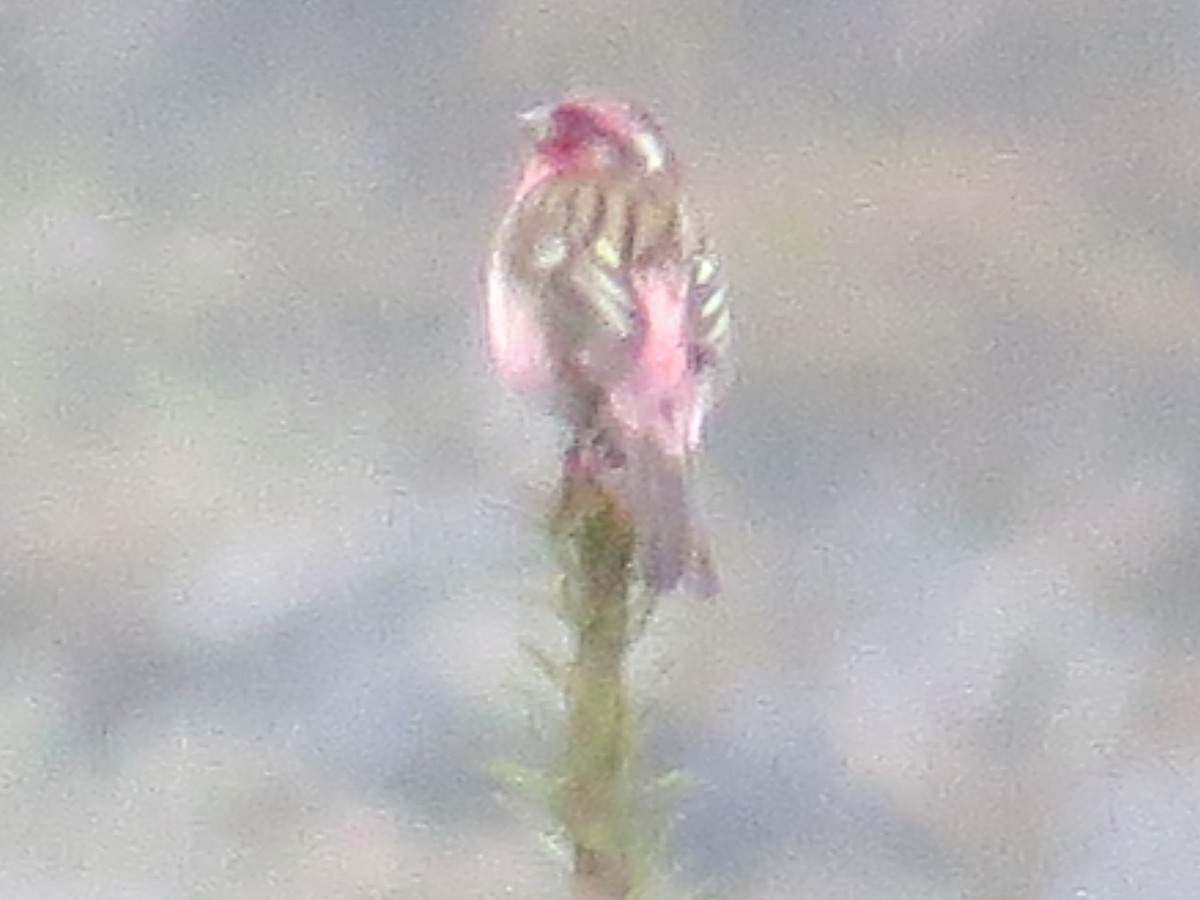 Himalayan White-browed Rosefinch - ML637590482