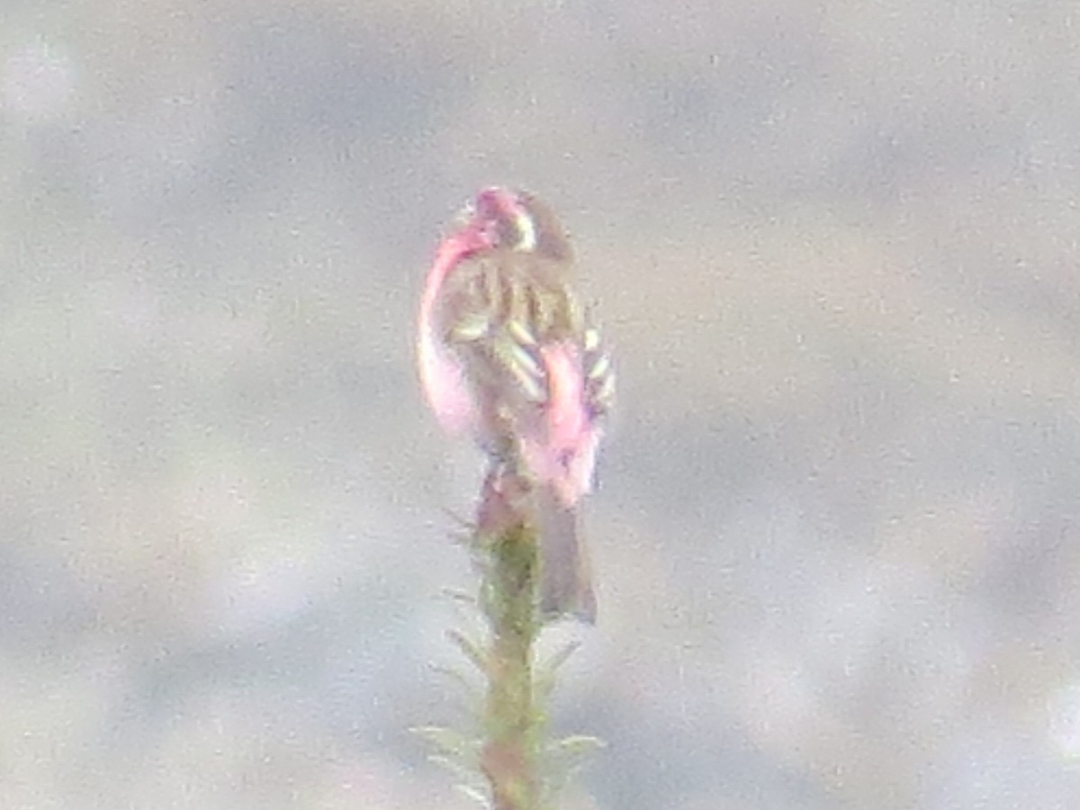 Himalayan White-browed Rosefinch - ML637590498