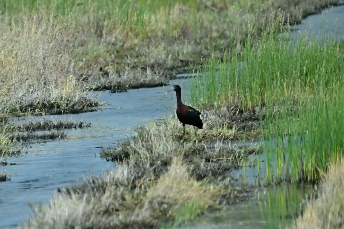 bronseibis - ML637590505