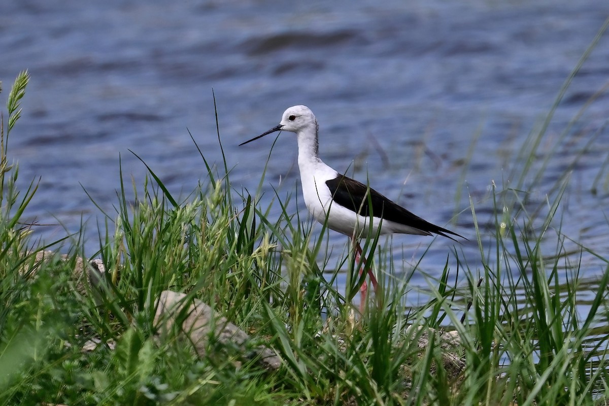 stylteløper - ML637590508