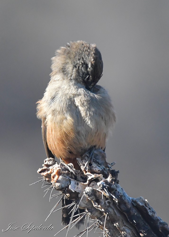 Dusky-tailed Canastero - ML637590519