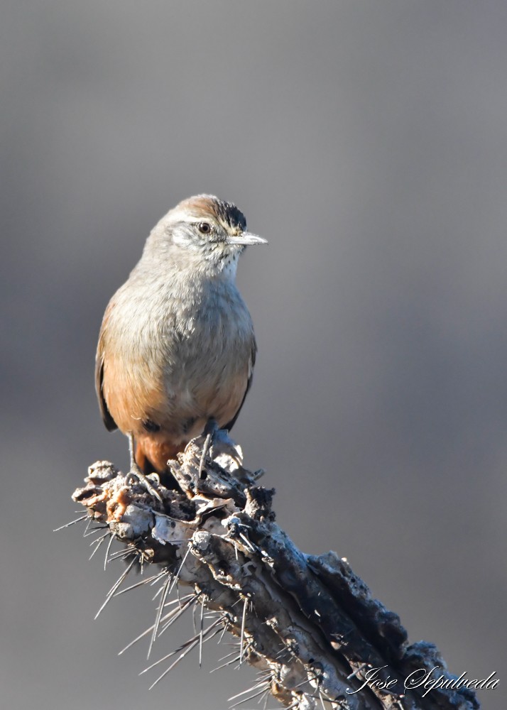 Dusky-tailed Canastero - ML637590520