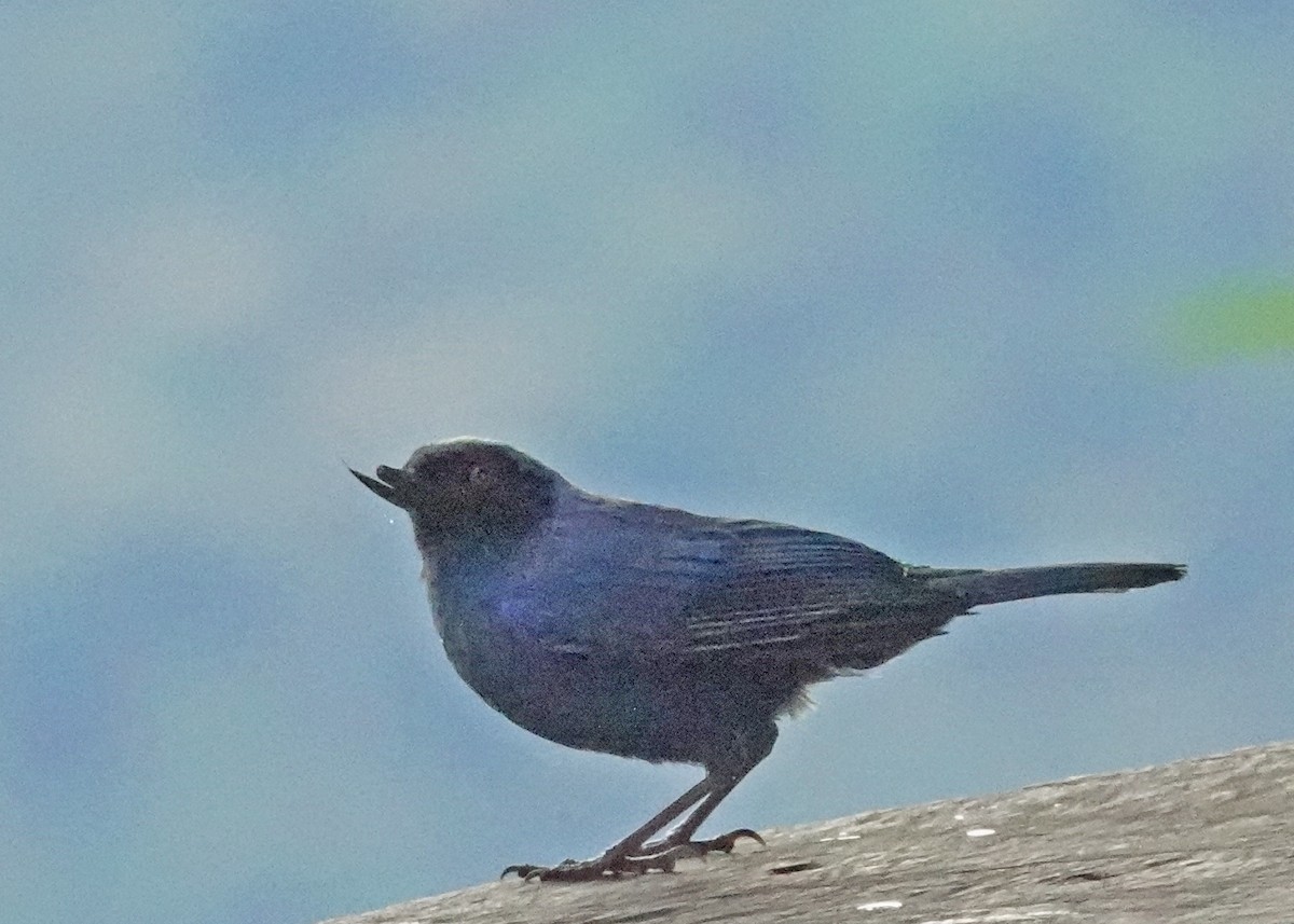 maskeblomsterborer - ML637590528
