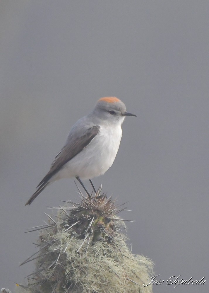 Rufous-naped Ground-Tyrant - ML637590531