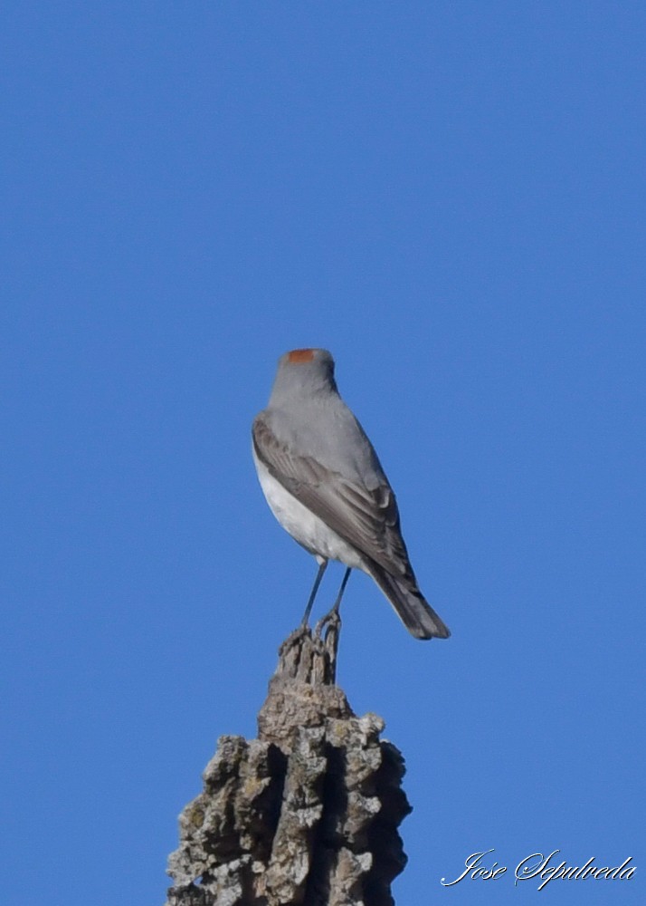 Rufous-naped Ground-Tyrant - ML637590533