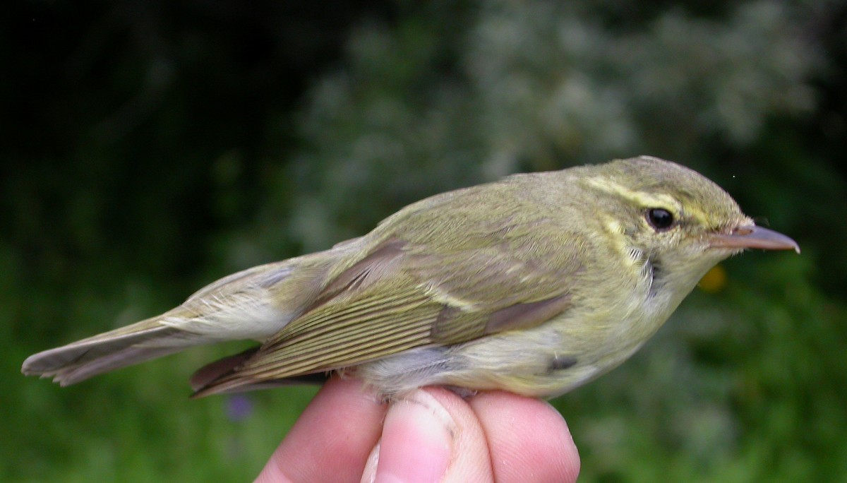 Green Warbler - ML637590534