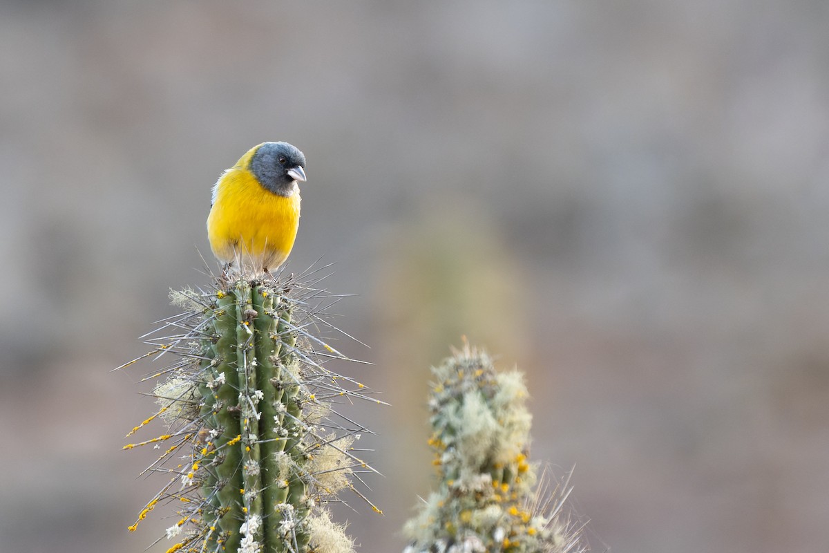 Gray-hooded Sierra Finch - ML637590556