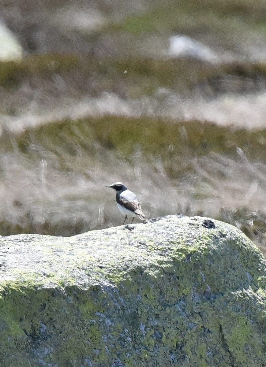 Northern Wheatear - ML637590577