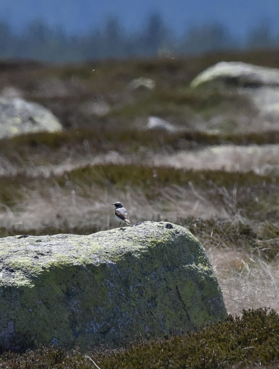 Northern Wheatear - ML637590578