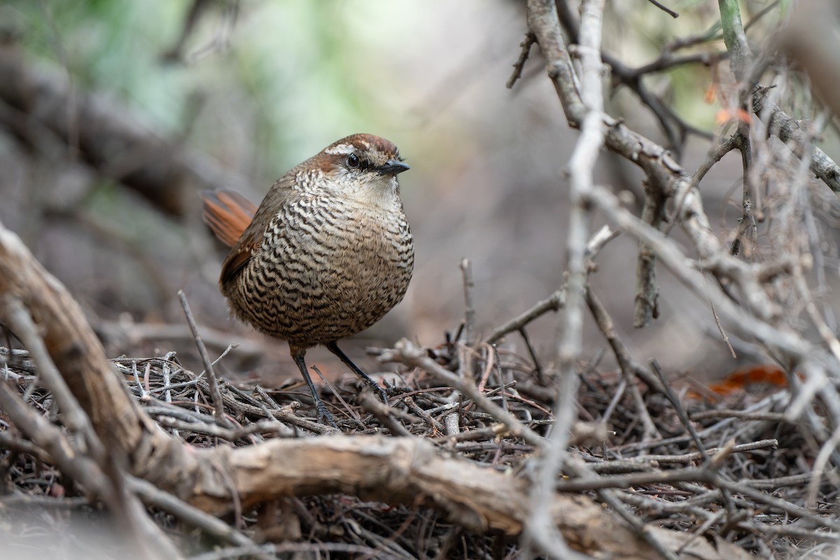 White-throated Tapaculo - ML637590587