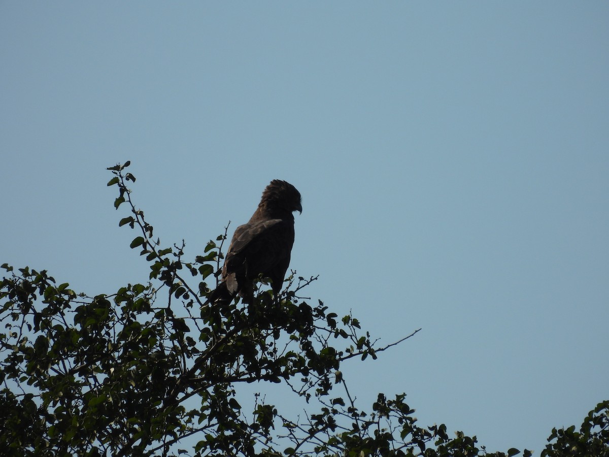 Brown Snake-Eagle - ML637590655